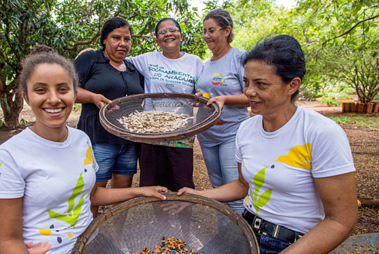 Mais de 500 coletores de sementes atuam na recuperação da Amazônia e do Cerrado