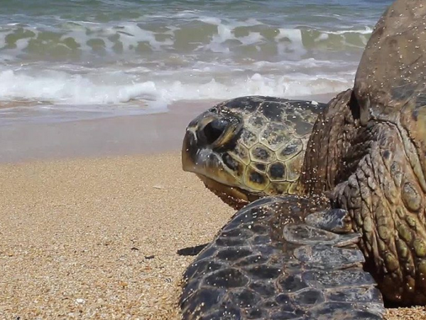 O que fazer ao encontrar uma tartaruga marinha desovando ou um ninho?