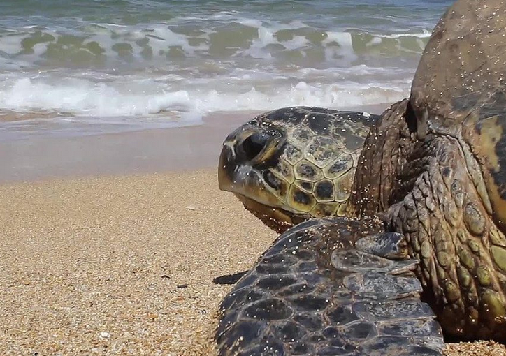 O que fazer ao encontrar uma tartaruga marinha desovando ou um ninho?