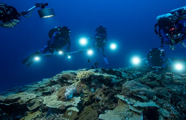 Recife de coral raro e intocado é encontrado na costa do Taiti