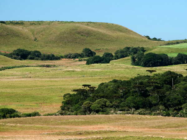 Fragmentação do habitat pode colocar pequenos mamíferos em rota de extinção