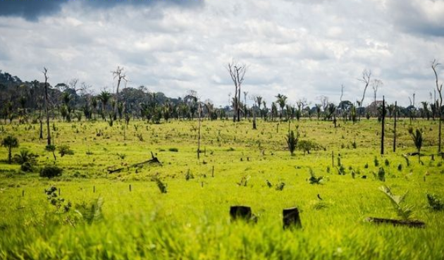Desmatamento no Cerrado ameaça a segurança hídrica