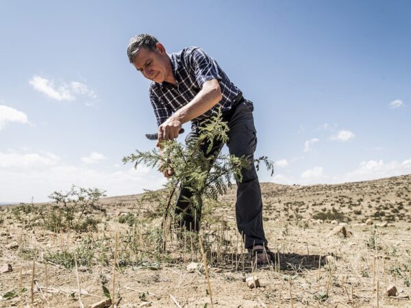 “Floresta subterrânea”, o método que quer regenerar e proteger as florestas da África