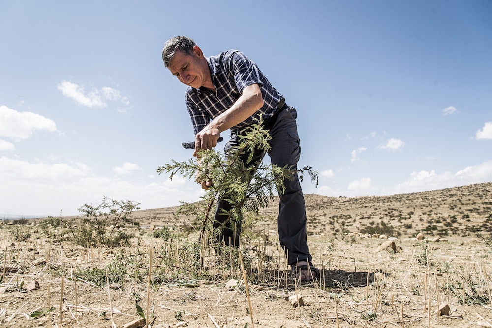 “Floresta subterrânea”, o método que quer regenerar e proteger as florestas da África