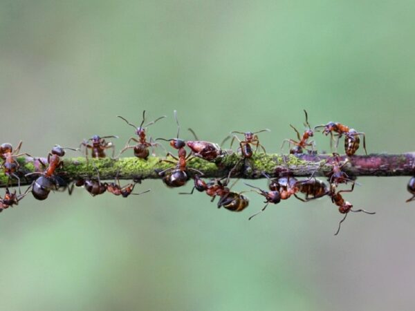 No Panamá, formigas “curam” machucados de árvores em 24 horas