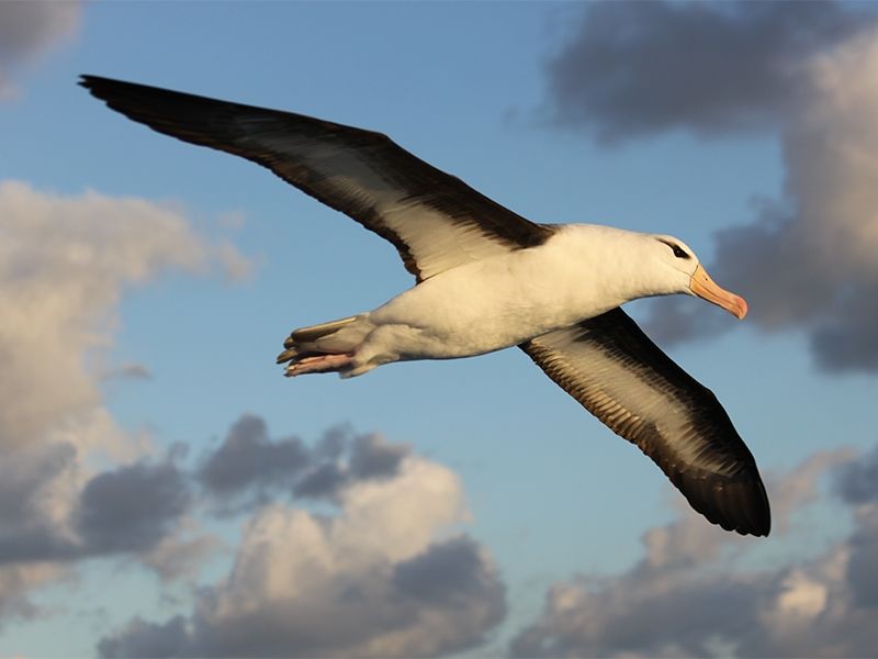 Albatroz de 70 anos é o pássaro selvagem mais velho do mundo