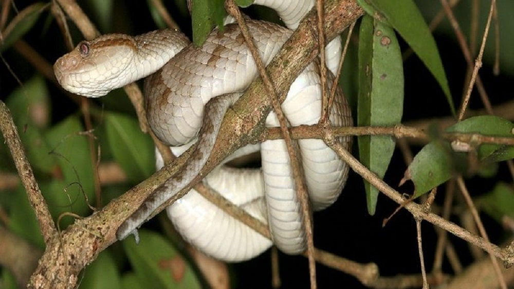 Nova espécie de jararaca é descoberta por pesquisadores da Paraíba