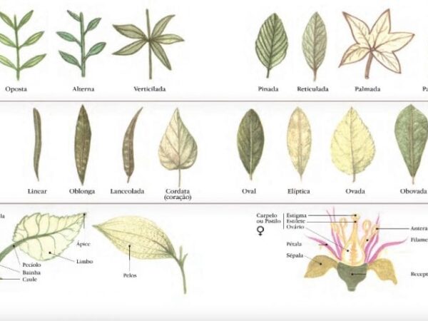 Manual etnobotânico ensina como identificar plantas e artefatos