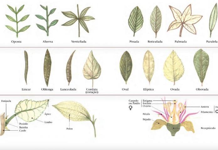 Manual etnobotânico ensina como identificar plantas e artefatos