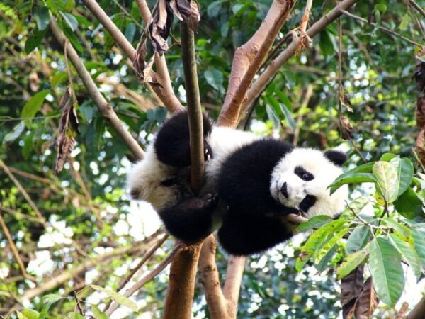 Cientistas finalmente descobrem por que os pandas gigantes são preto e branco