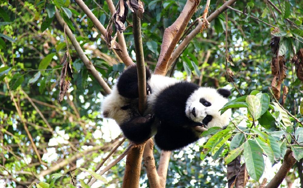 Cientistas finalmente descobrem por que os pandas gigantes são preto e branco