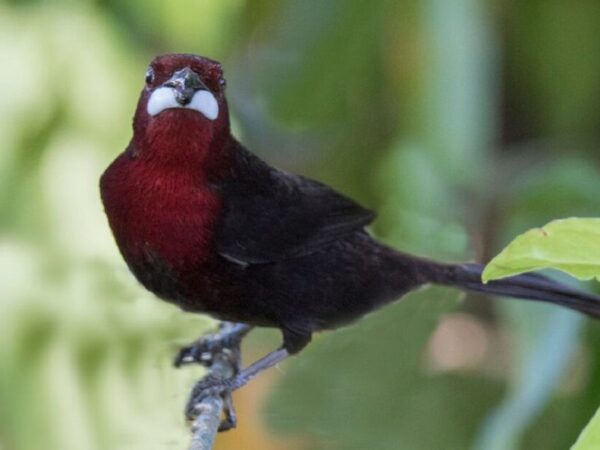 Pássaro encontrado no Pantanal e Mata Atlântica usa “filtro de imagem” para atrair fêmeas