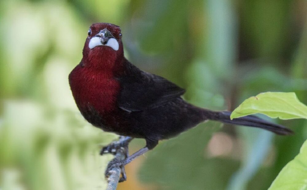 Pássaro encontrado no Pantanal e Mata Atlântica usa “filtro de imagem” para atrair fêmeas