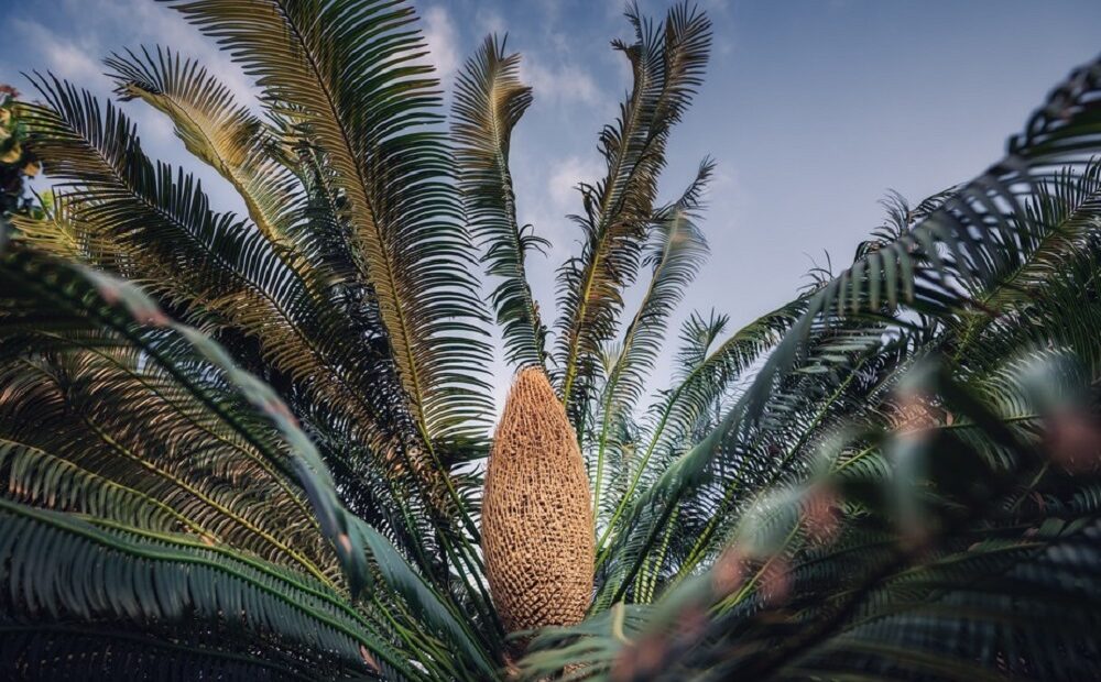 Conheça a planta da época dos dinossauros que pode entrar em extinção