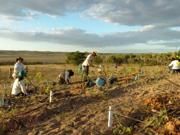 Projeto utiliza canos de PVC para plantar na Caatinga