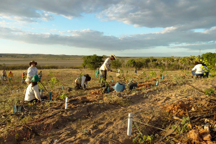 Projeto utiliza canos de PVC para plantar na Caatinga