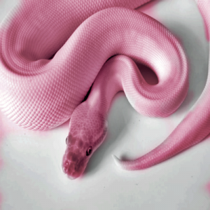 Existe cobra cor de rosa? Saiba o que representam as cores das cobras
