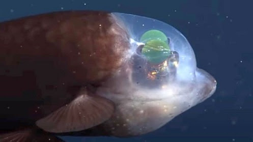 Peixe raro com cabeça transparente é filmado nas profundezas do oceano