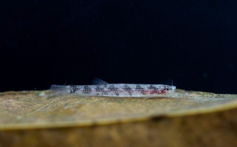Bióloga brasileira descobriu nova espécie de peixe bagre no Amazonas