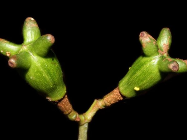 Pequena, chifruda e ameaçada de extinção: uma nova espécie de árvore para Amazônia