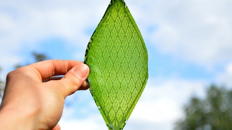 Folha de Seda. A primeira folha sintética capaz de gerar oxigênio