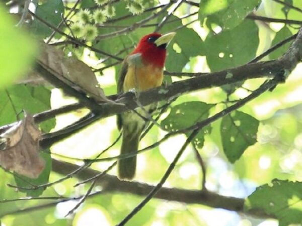 Pesquisadores descobrem 31 novas espécies de aves no Parque Estadual Chandless, no AC