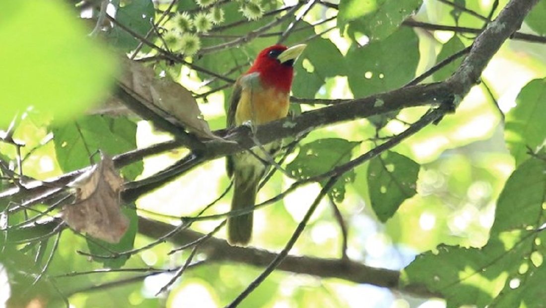 Pesquisadores descobrem 31 novas espécies de aves no Parque Estadual Chandless, no AC