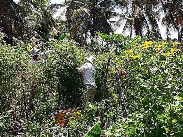 Mapeamento aponta 52 municípios “agroecológicos” no Brasil