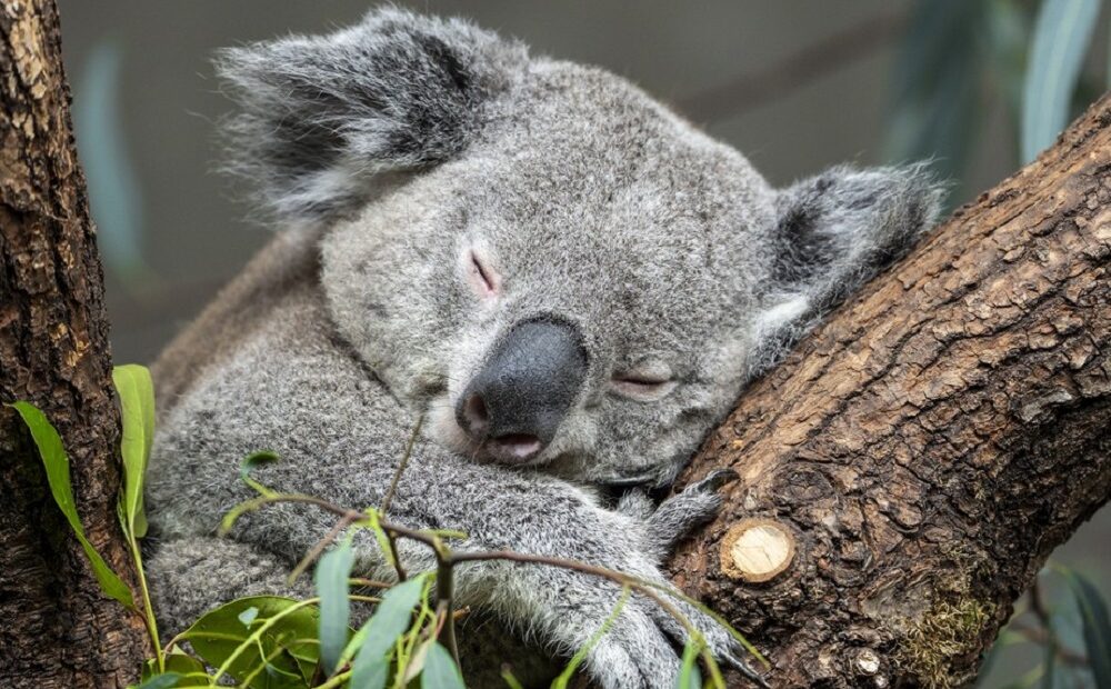 Austrália vai investir US$ 35 milhões para proteger os coalas