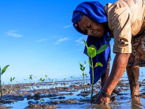 Ecossistema que mais capta CO2 no mundo, pântano ganha dia mundial para celebrar sua importância