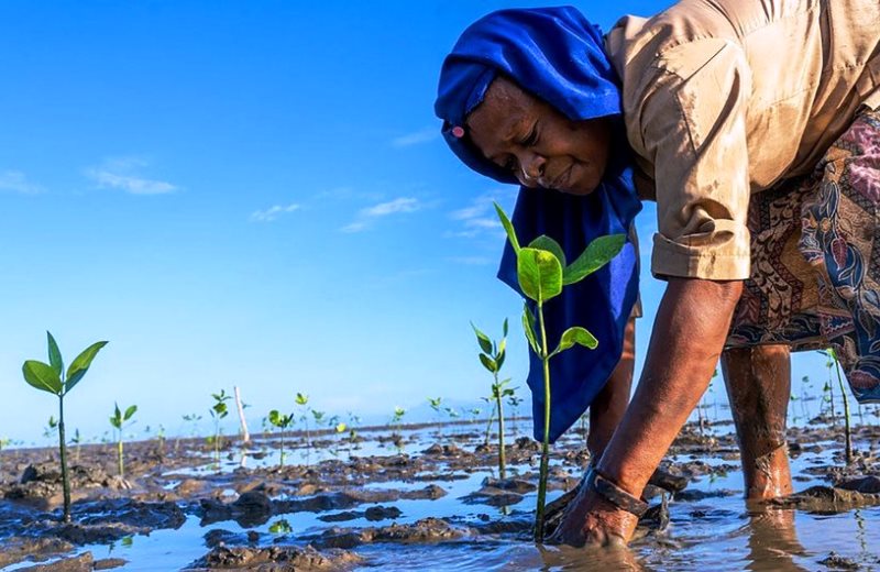 Ecossistema que mais capta CO2 no mundo, pântano ganha dia mundial para celebrar sua importância