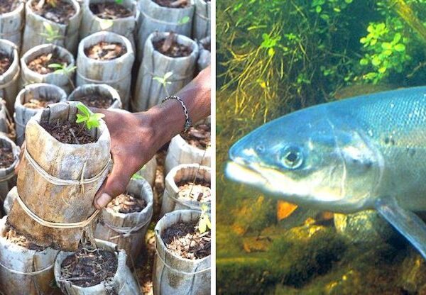 Escócia vai plantar mais de 1 milhão de árvores para salvar espécie de salmão selvagem