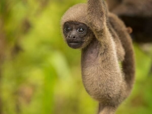 Novo método de conhecimento de espécies silvestres facilita a conservação da Amazônia