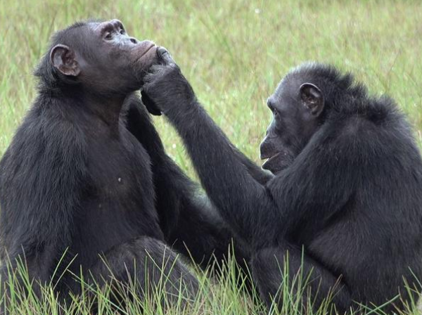 Chimpanzés usam insetos como remédio, mostra estudo