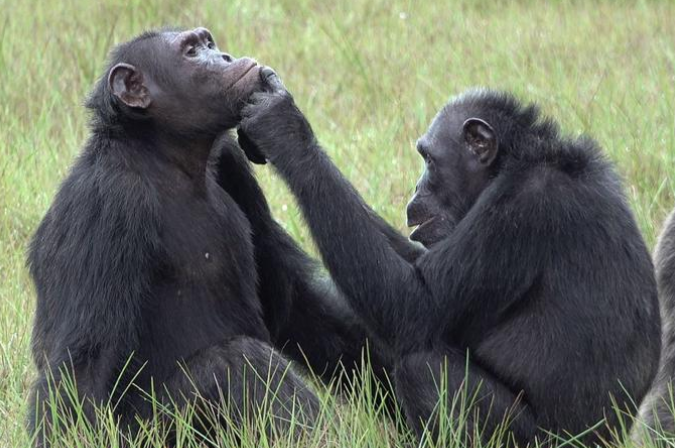 Chimpanzés usam insetos como remédio, mostra estudo