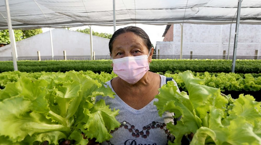 Projeto de horta orgânica em Fortaleza distribui alimentos a quem precisa