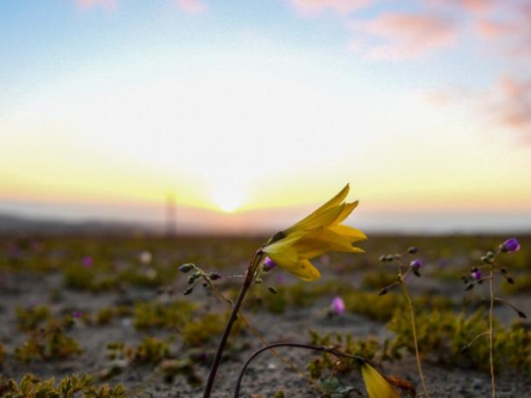 Flores do deserto do Atacama viram ‘laboratório’ contra mudanças do clima