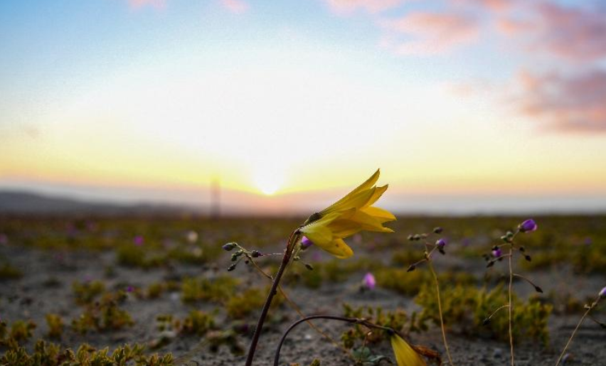 Flores do deserto do Atacama viram ‘laboratório’ contra mudanças do clima