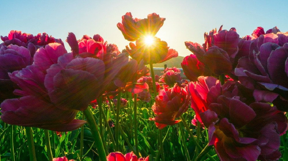 Flores perdem “pontualidade britânica” e aparecem um mês antes no Reino Unido — culpa da crise climática