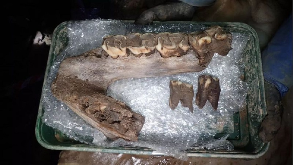 Ossadas de animais da Era do Gelo são descobertas em caverna inglesa