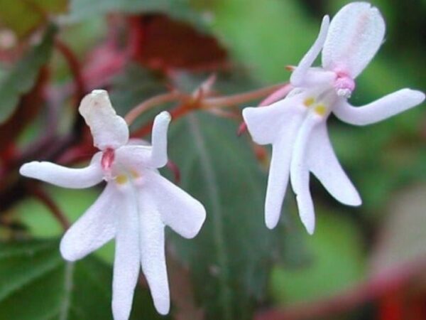 Flor rara em “forma de bailarina” que encanta por sua beleza e delicadeza