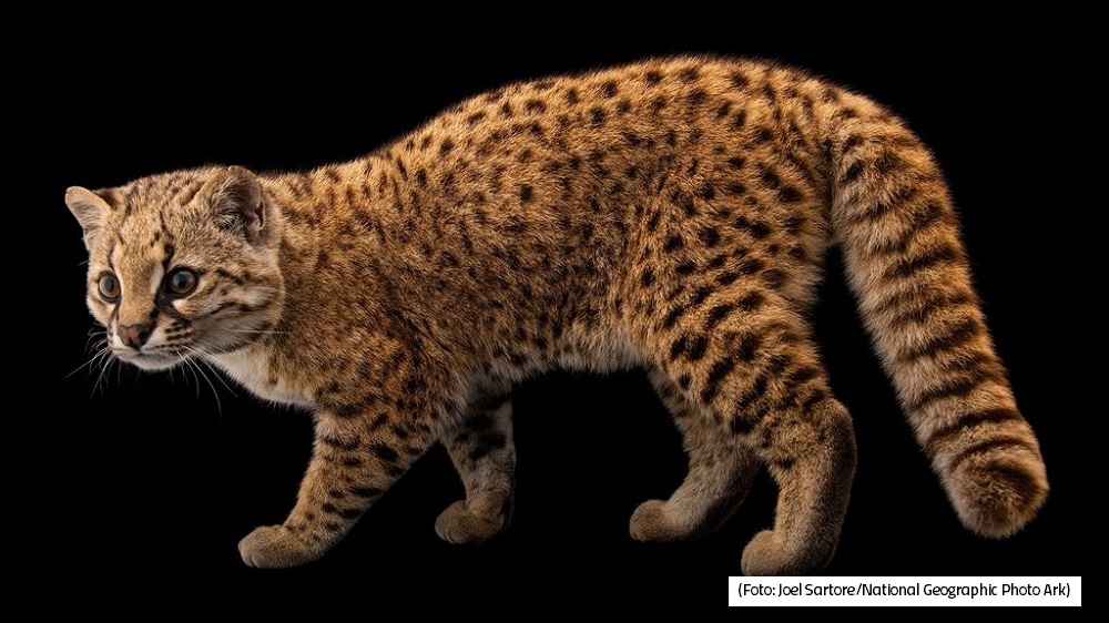 Conheça o gato-chileno, felino com menos de 3 kg ameaçado de extinção