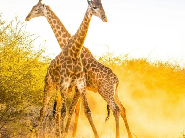 Populações de girafas crescem e trazem nova esperança aos cientistas