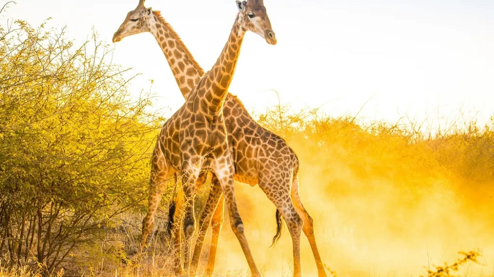 Populações de girafas crescem e trazem nova esperança aos cientistas