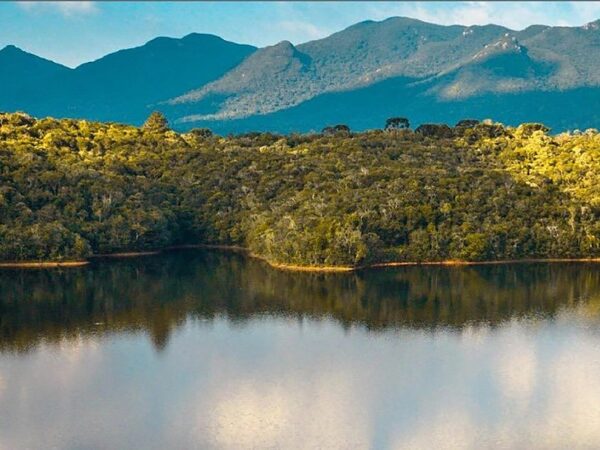 Grande Reserva Mata Atlântica vai receber 19 mil mudas