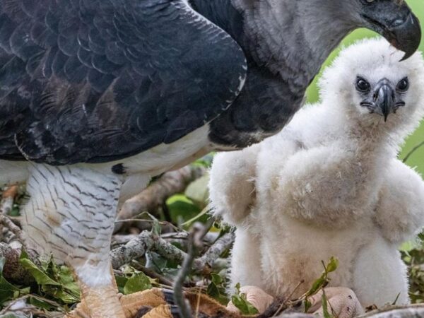 O esforço heroico para salvar a maior águia do mundo na Amazônia