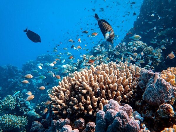 Unesco quer mapear 80% do fundo do mar até 2030