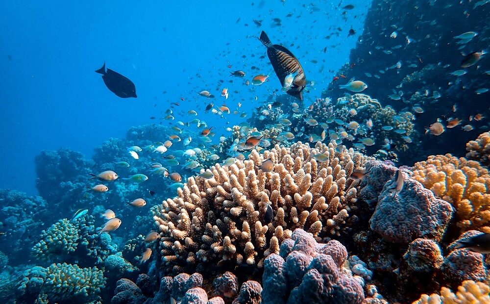 Unesco quer mapear 80% do fundo do mar até 2030