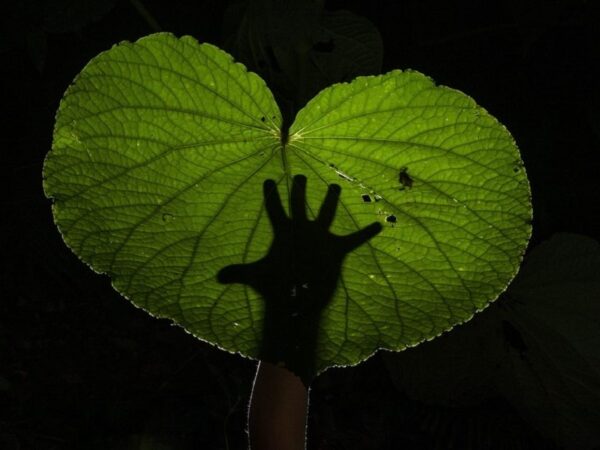 Fotógrafo compartilha natureza do quintal para refletir sobre conservação