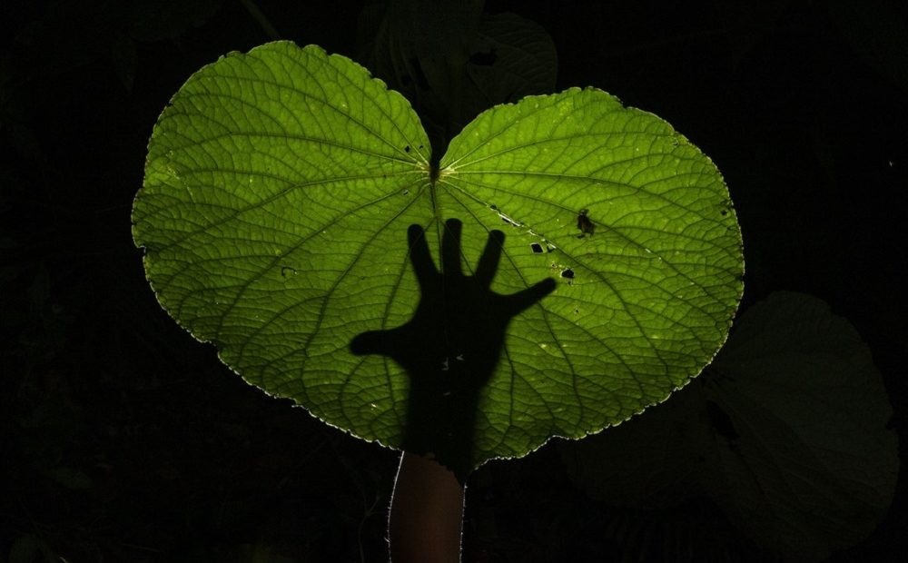 Fotógrafo compartilha natureza do quintal para refletir sobre conservação